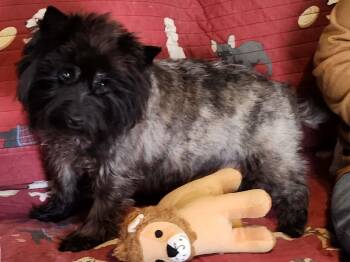 Cairn Terrier Dogs Available for Adoption - Spiral | PetCurious
