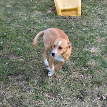Labrador Retriever and Mixed Breed Dogs Available for Adoption in Rochester, Minnesota - Bamboo | PetCurious
