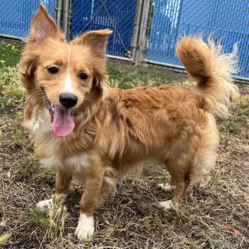 Alfie -  Mixed Breed Dog for Adoption in Oakland, California - Alfie | PetCurious