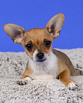 Bob -  Chihuahua Dog for Adoption in Novato, California - Bob | PetCurious