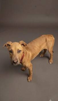 BAGEL CRISPS -  Mixed Breed Dog for Adoption in Jacksonville, Florida - BAGEL CRISPS | PetCurious