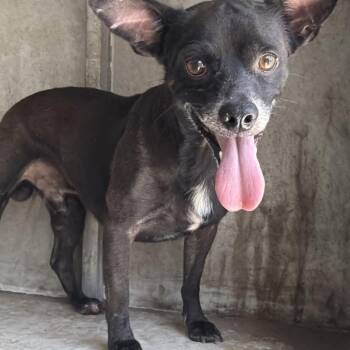 Big Guy -  Chihuahua and Mixed Breed Dog for Adoption in Edinburg, Texas - Big Guy | PetCurious