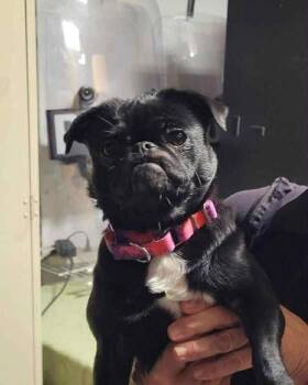 Rescue Pug Dogs for Adoption in Brookshire, Texas - Eva | PetCurious