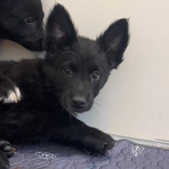 Lady Floof -  German Shepherd Dog and Border Collie Dog for Adoption in Kanab, Utah - Lady Floof | PetCurious