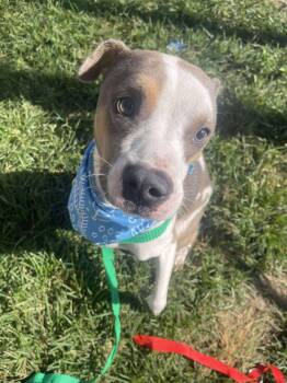 Rescue Pit Bull Terrier Dogs for Adoption in Eagle, Idaho - Kurt **Courtesy Post. Out Of Town Pet. See Below For Details** | PetCurious