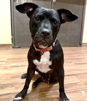 Staffordshire Bull Terrier and Pit Bull Terrier Dogs Available for Adoption - Raven Leigh | PetCurious