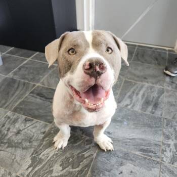 Jimmy -  Terrier Dog for Adoption in Clearwater, Florida - Jimmy | PetCurious