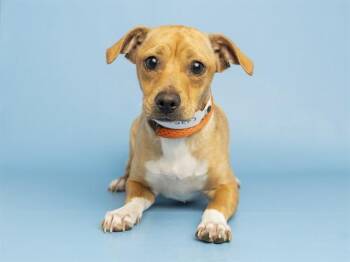GUANTES -  Chihuahua Dog for Adoption in Phoenix, Arizona - GUANTES | PetCurious