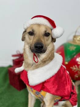 Black Mouth Cur and Labrador Retriever Dogs Available for Adoption - Nacho | PetCurious