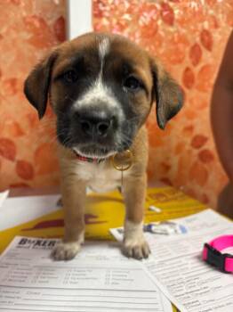 Roman Candle -  Boxer and German Shepherd Dog Dog for Adoption in Carson City, Nevada - Roman Candle | PetCurious