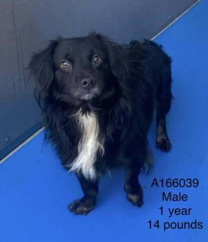 Dachshund and Mixed Breed Dogs Available for Adoption - Rubik