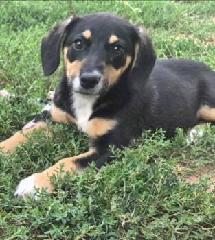 De 18 Jours -  Australian Cattle Dog Blue Heeler and Labrador Retriever Dog for Adoption in Fort Lupton, Colorado - De 18 Jours | PetCurious