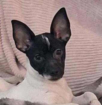 Clyde -  Chihuahua and Terrier Dog for Adoption in Bloomfield, Connecticut - Clyde | PetCurious