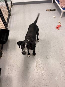 Tennessee -  Labrador Retriever Dog for Adoption in Heber City, Utah - Tennessee | PetCurious
