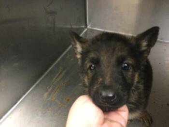 German Shepherd Dog Dogs Available for Adoption - MAPLE | PetCurious