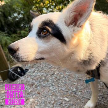 Bug -  Australian Cattle Dog Blue Heeler and Shepherd Dog for Adoption in Vancouver, British Columbia - Bug | PetCurious