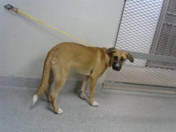 A187333 -  Black Mouth Cur Dog for Adoption in Pasadena, Texas - A187333 | PetCurious