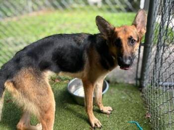 Gwyneth Paltrow -  German Shepherd Dog and Mixed Breed Dog for Adoption in Gainesville, Florida - Gwyneth Paltrow | PetCurious