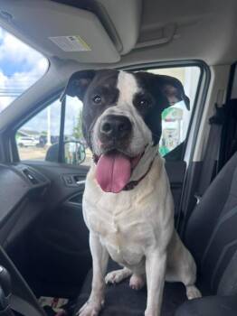 Zeus -  Boxer and American Bulldog Dog for Adoption in Marion, Ohio - Zeus | PetCurious