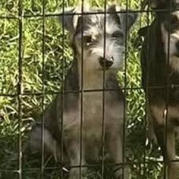 Dusty -  Terrier Dog for Adoption in Prospect, Kentucky - Dusty | PetCurious