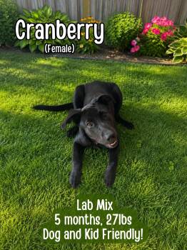 Cranberry -  Labrador Retriever Dog for Adoption in Lancaster, Kentucky - Cranberry | PetCurious