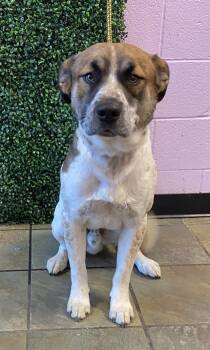 Rescue Mixed Breed Dogs for Adoption in El Paso, Texas - 59821293 | PetCurious