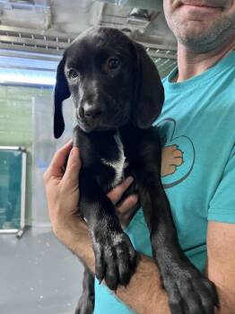 Lotus -  Hound Dog for Adoption in Elmsford, New York - Lotus | PetCurious