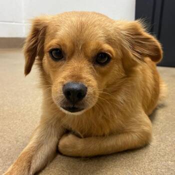 Prince Charming -  Chihuahua and Mixed Breed Dog for Adoption in Corpus Christi, Texas - Prince Charming | PetCurious