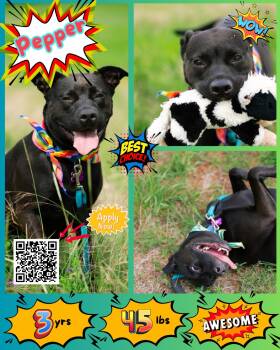 Pepper -  Staffordshire Bull Terrier and Mixed Breed Dog for Adoption in Austin, Texas - Pepper | PetCurious