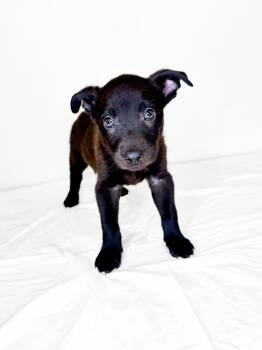 Candor -  Australian Cattle Dog Blue Heeler Dog for Adoption in Bixby, Oklahoma - Candor | PetCurious