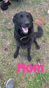 Retriever and Great Pyrenees Dogs Available for Adoption in Warwick, Rhode Island - Bane EB In MS | PetCurious