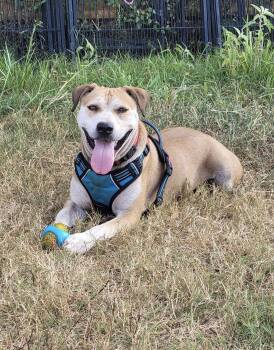 Charlie Puppers Lonestar -  Terrier Dog for Adoption in Rockaway, New Jersey - Charlie Puppers Lonestar | PetCurious
