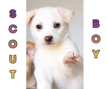  -  Siberian Husky and Labrador Retriever Dog Available for Adoption in Missoula, Montana | PetCurious