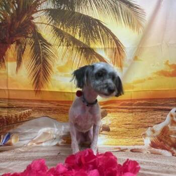 Noodle -  Mixed Breed Dog for Adoption in Greensboro, North Carolina - Noodle | PetCurious