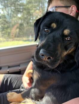 Rottweiler Dogs Available for Adoption - Zoe | PetCurious