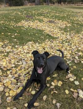 Rescue German Shepherd Dog and Pit Bull Terrier Dogs for Adoption in Incline Village, Nevada - Griff | PetCurious