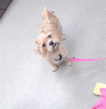 ANASTASIA -  Shih Tzu and Mixed Breed Dog for Adoption in Omaha, Nebraska - ANASTASIA | PetCurious