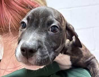 Sebastian -  Pit Bull Terrier Dog for Adoption in Columbus, Indiana - Sebastian | PetCurious