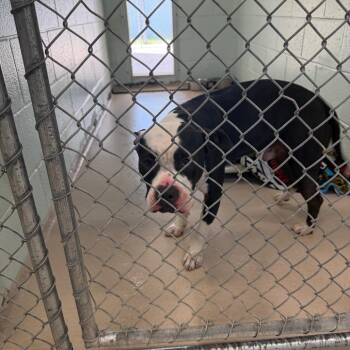 S64084 -  Mixed Breed Dog for Adoption in Newark, New Jersey - S64084 | PetCurious