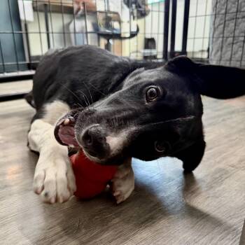 Border Collie Dogs Available for Adoption - Rio | PetCurious
