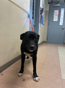 ZAZA -  German Shepherd Dog and Mixed Breed Dog for Adoption in San Jose, California - ZAZA | PetCurious