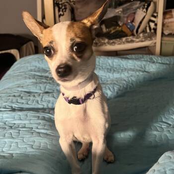 Chihuahua Dogs Available for Adoption - Peace | PetCurious
