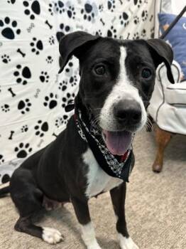 Caylee -  Pit Bull Terrier and Mixed Breed Dog for Adoption in Seagoville, Texas - Caylee | PetCurious