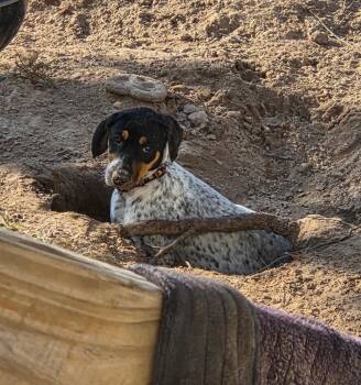 Missy -  Coonhound Dog for Adoption in Bryan, Texas - Missy | PetCurious