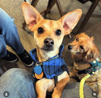 Rescue Chihuahua Dogs for Adoption in Seattle, Washington - Ollie | PetCurious