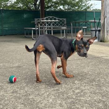 Nellie -  Hound and Mixed Breed Dog for Adoption in Waynesburg, Pennsylvania - Nellie | PetCurious