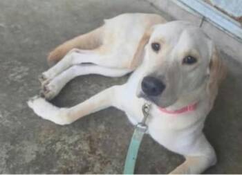 Marley -  Yellow Labrador Retriever Dog for Adoption in Valparaiso, Indiana - Marley | PetCurious