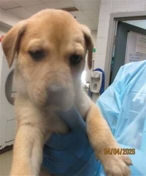 Pit Bull Terrier and Mixed Breed Dogs Available for Adoption in Oklahoma City, Oklahoma - A472233 | PetCurious