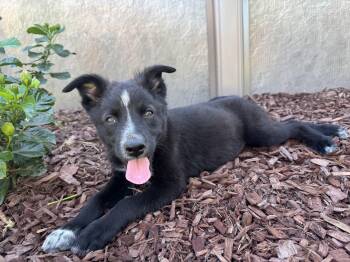 Reba -  Border Collie and Shepherd Dog for Adoption in Lincoln, California - Reba | PetCurious