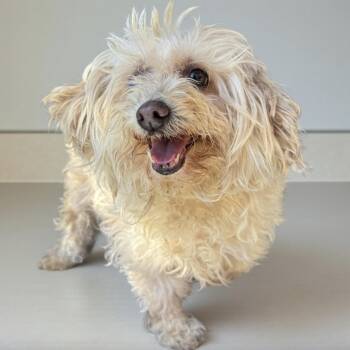 Maltipoo Dogs Available for Adoption - Charlotte  | PetCurious